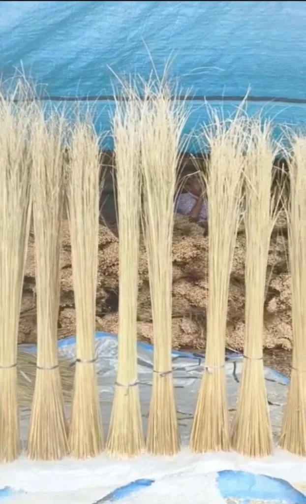 Nipah broom sticks (lidi nipah) in bundles, Indonesia